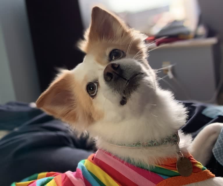 Betty Freckles, a Chinese Village Dog and French Bulldog mix tested with EmbarkVet.com