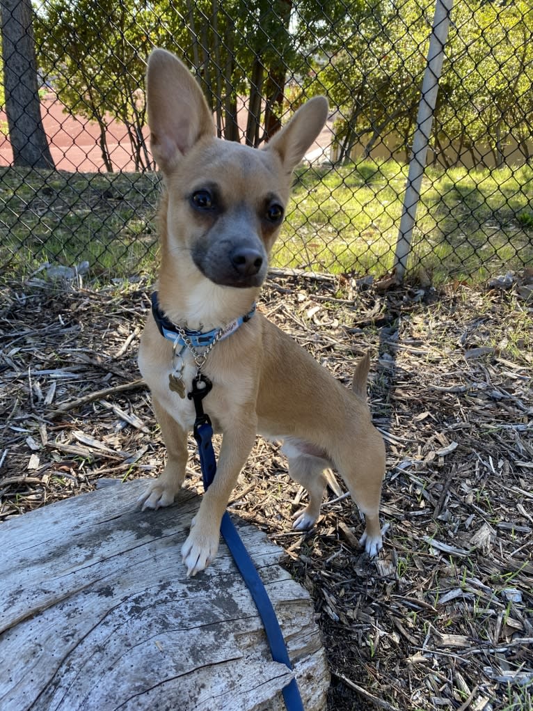 Kirby, a Chihuahua and Poodle (Small) mix tested with EmbarkVet.com