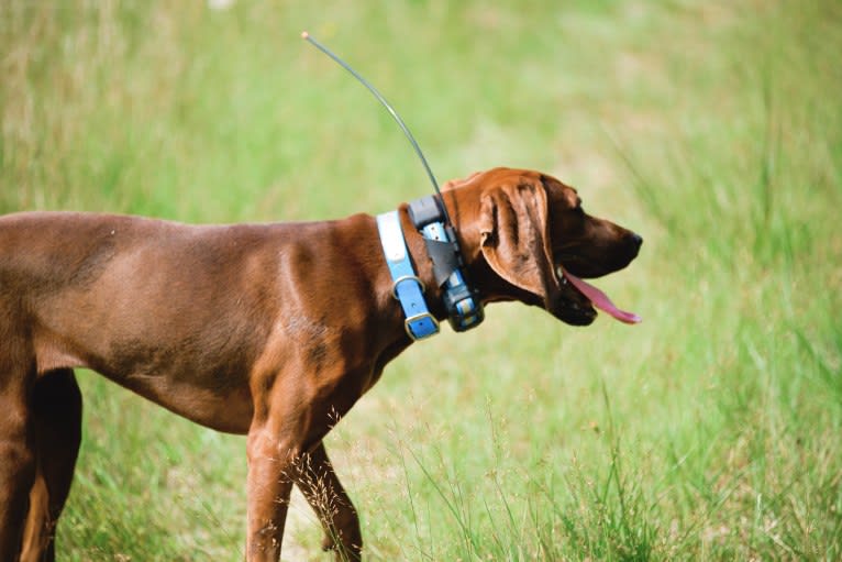 Piper, a Redbone Coonhound tested with EmbarkVet.com