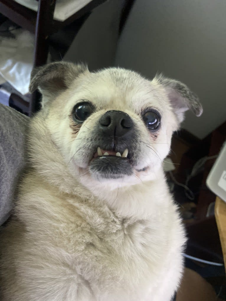 Ethel, a Pug and Pomeranian mix tested with EmbarkVet.com