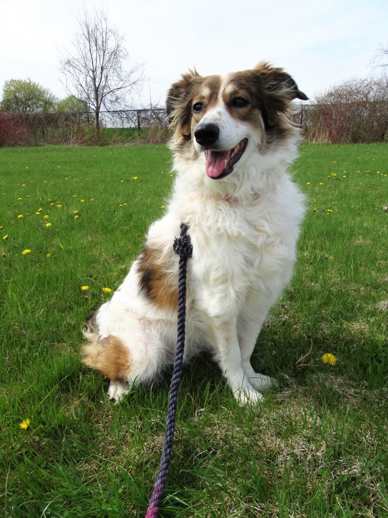 Zoey, a Border Collie and Maremma Sheepdog mix tested with EmbarkVet.com