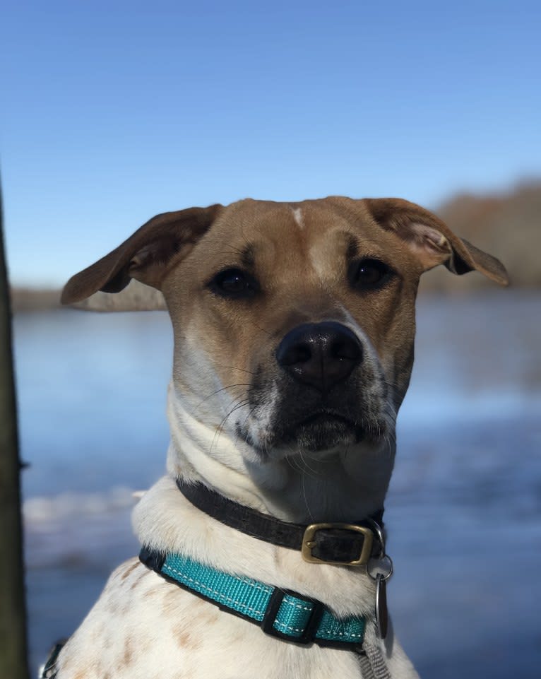 Porter, an American Pit Bull Terrier and Chow Chow mix tested with EmbarkVet.com