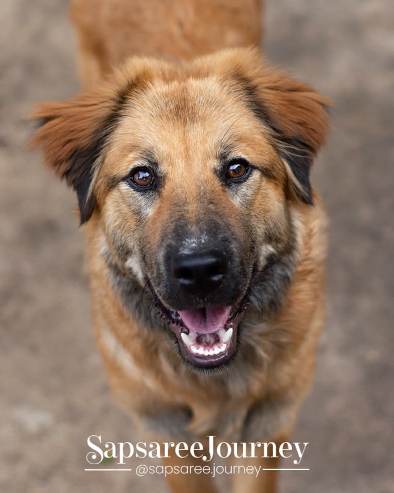 Journey, a Chinese Village Dog tested with EmbarkVet.com