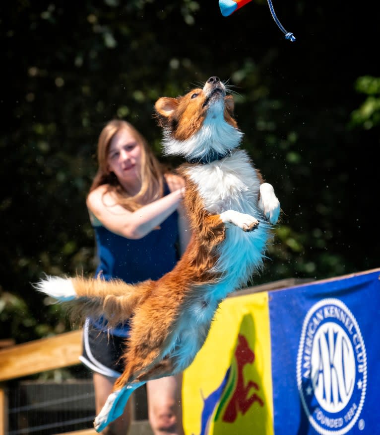 Mac, an English Shepherd tested with EmbarkVet.com