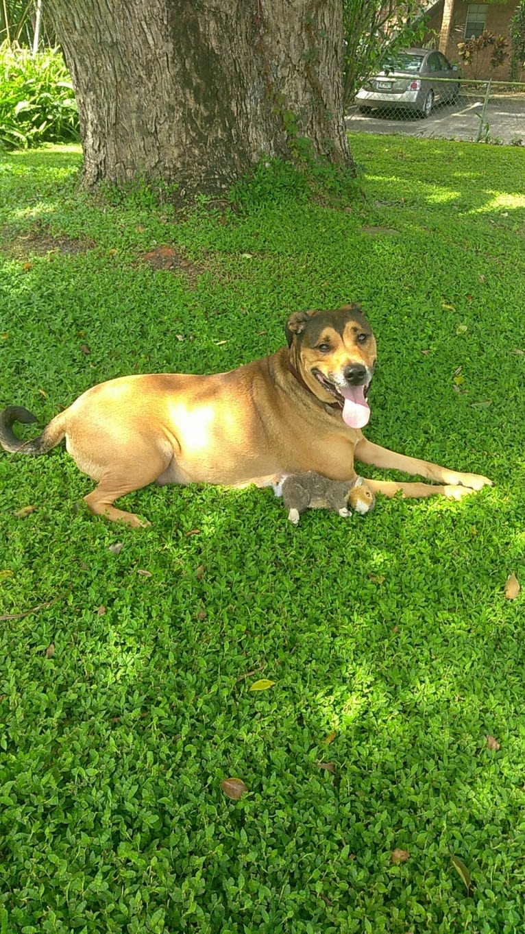 Franco, an American Pit Bull Terrier and Rottweiler mix tested with EmbarkVet.com