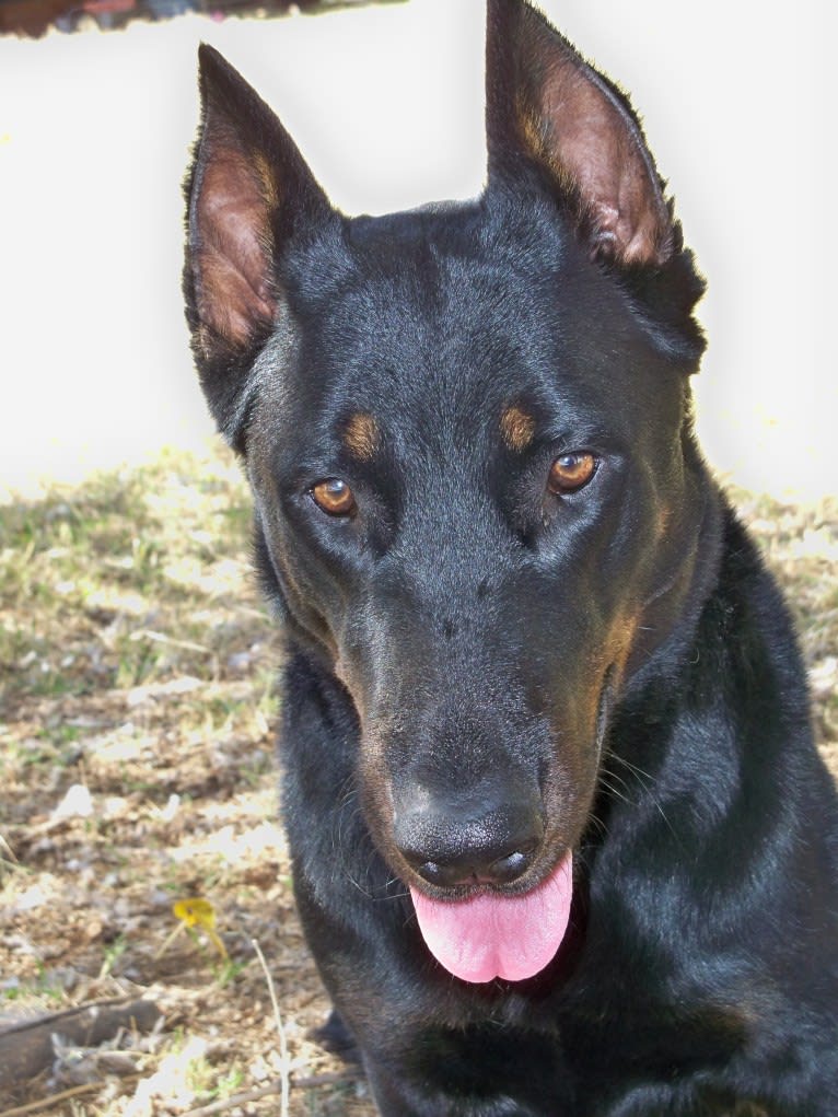 Meg, a Beauceron tested with EmbarkVet.com