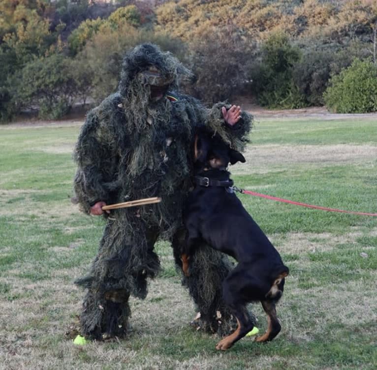 Wüstenhaus Samson, a Rottweiler tested with EmbarkVet.com