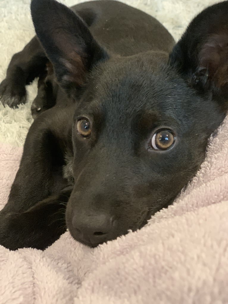 Westin, an Australian Cattle Dog and American Pit Bull Terrier mix tested with EmbarkVet.com