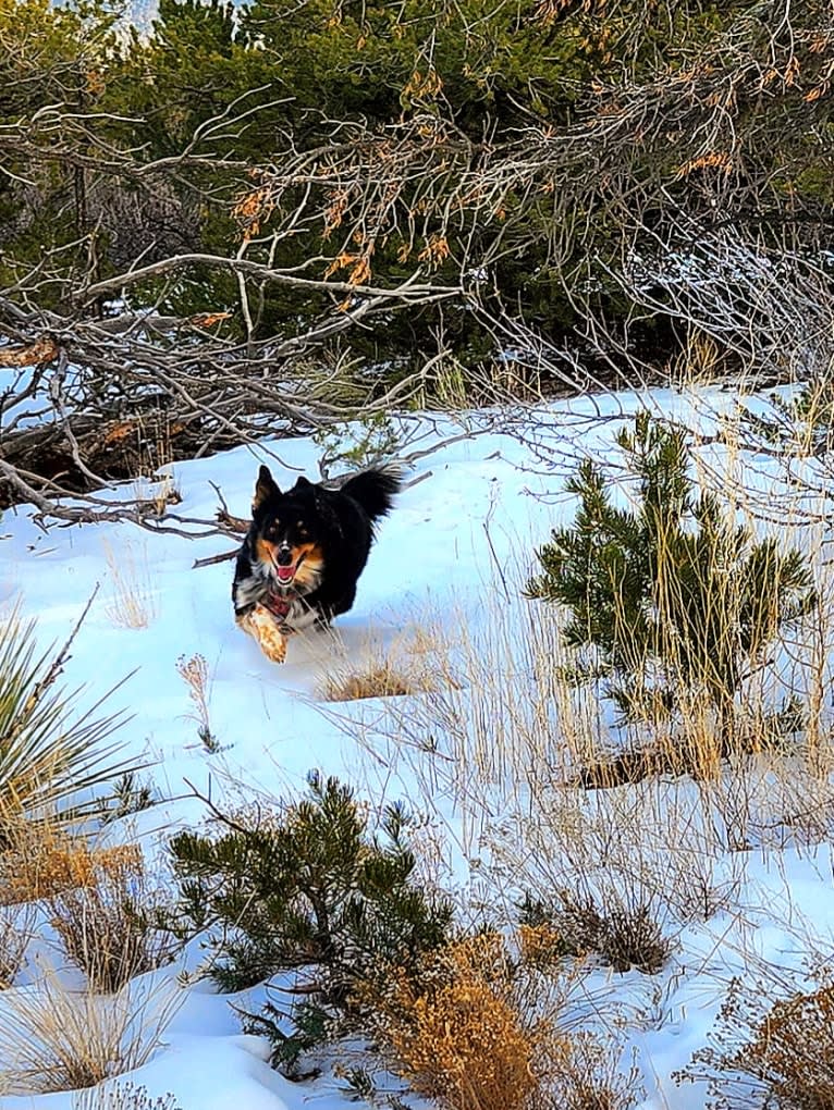 Lancer, an Australian Shepherd and Australian Cattle Dog mix tested with EmbarkVet.com