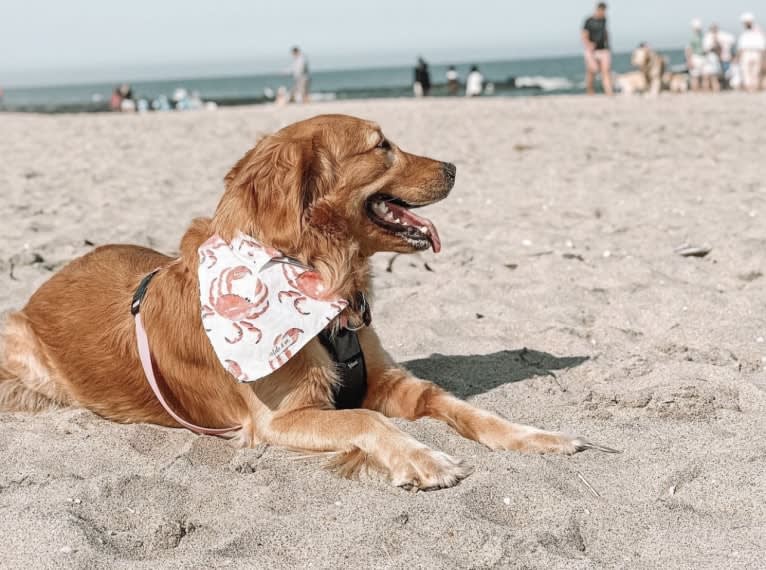 Marley, a Golden Retriever tested with EmbarkVet.com