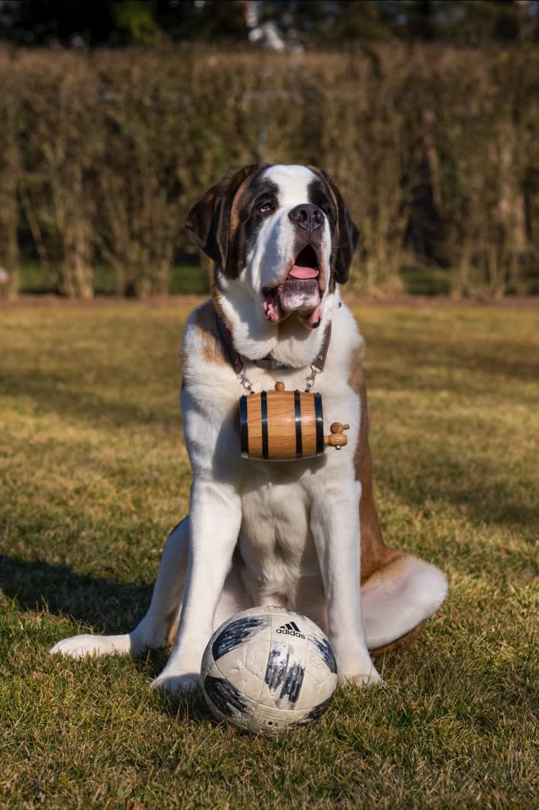 Bo, a Saint Bernard tested with EmbarkVet.com