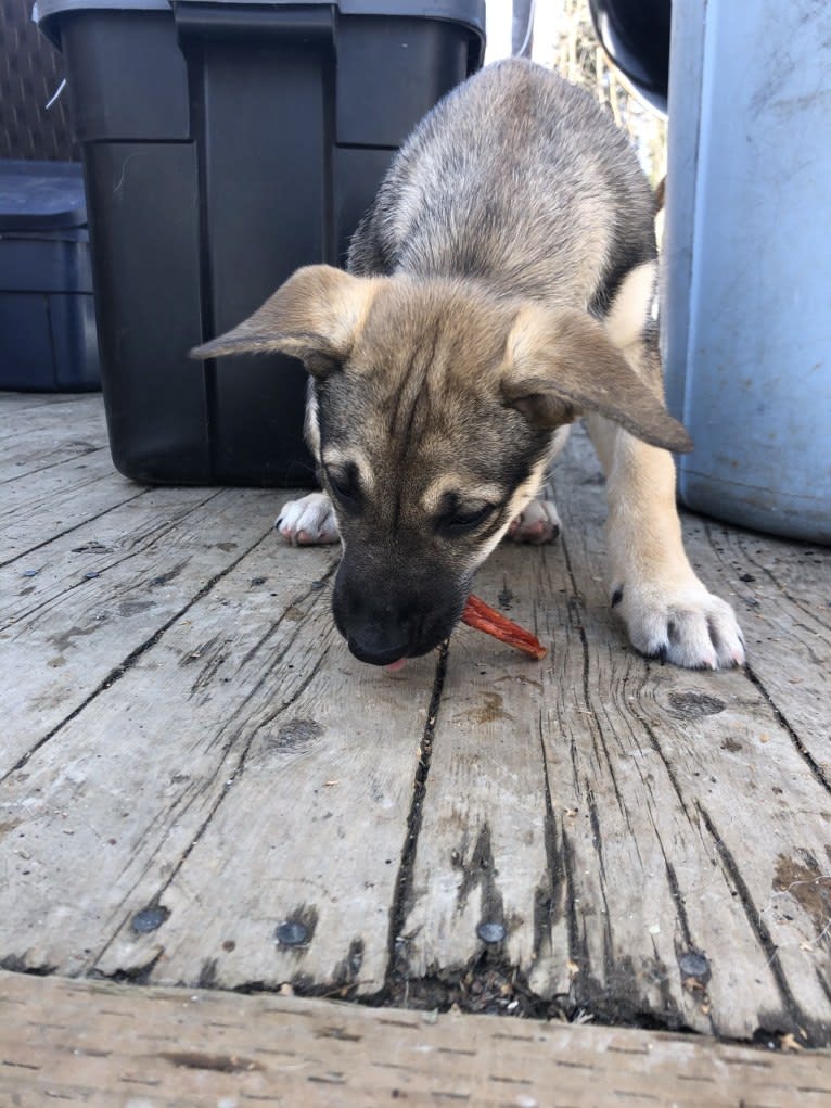Mittsie Winkelman, a Siberian Husky and German Shepherd Dog mix tested with EmbarkVet.com