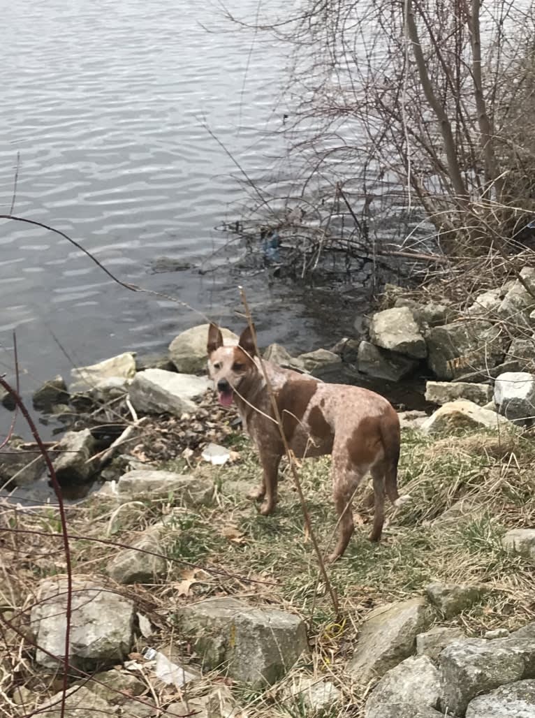 EmmyLou, an Australian Cattle Dog and American Pit Bull Terrier mix tested with EmbarkVet.com