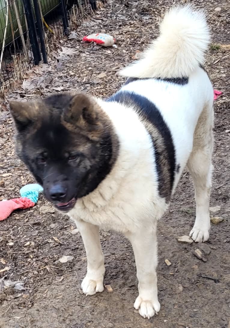 Sansa, an Akita tested with EmbarkVet.com