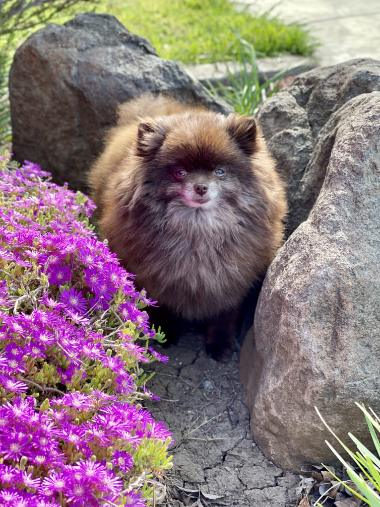 Egypt, a Pomeranian tested with EmbarkVet.com