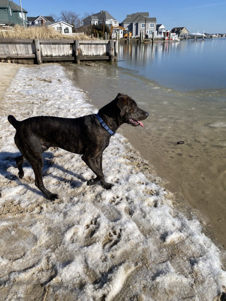 Maverick, a Mountain Cur tested with EmbarkVet.com