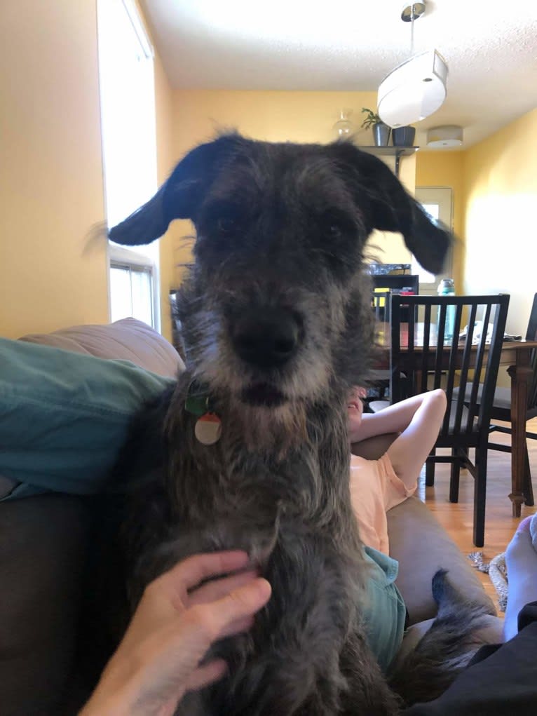 Great dane schnauzer mix outlet