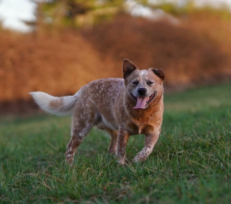 Finn, an Australian Cattle Dog tested with EmbarkVet.com
