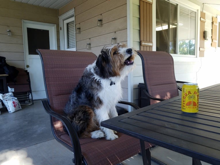 Buddy, an Australian Shepherd and Miniature/MAS-type Australian Shepherd mix tested with EmbarkVet.com