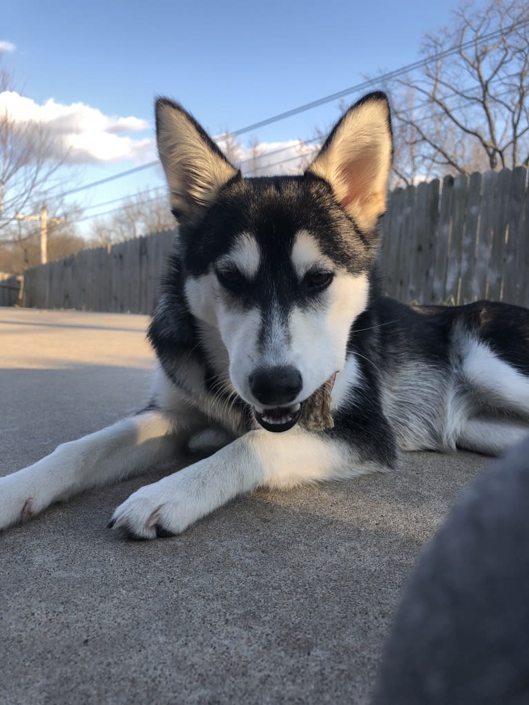 May, an Alaskan Klee Kai and Shiba Inu mix tested with EmbarkVet.com