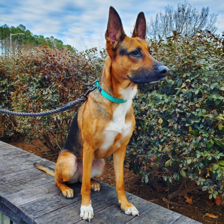 Morgan, a German Shepherd Dog and American Pit Bull Terrier mix tested with EmbarkVet.com