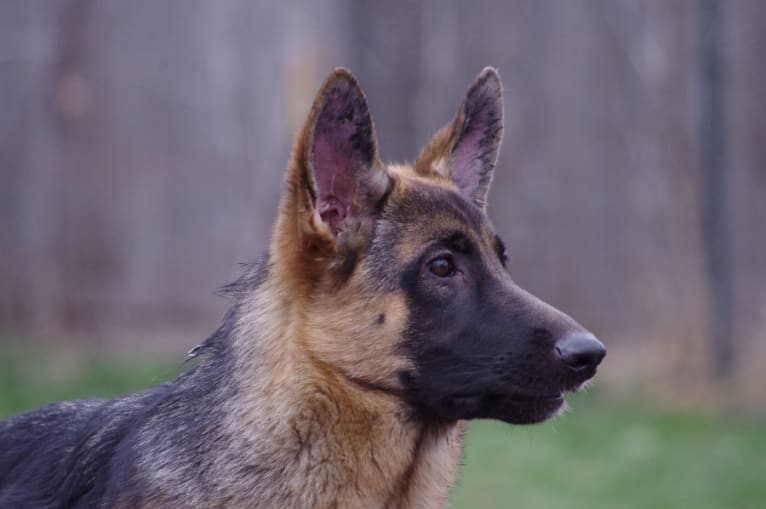 Zuma, a German Shepherd Dog tested with EmbarkVet.com