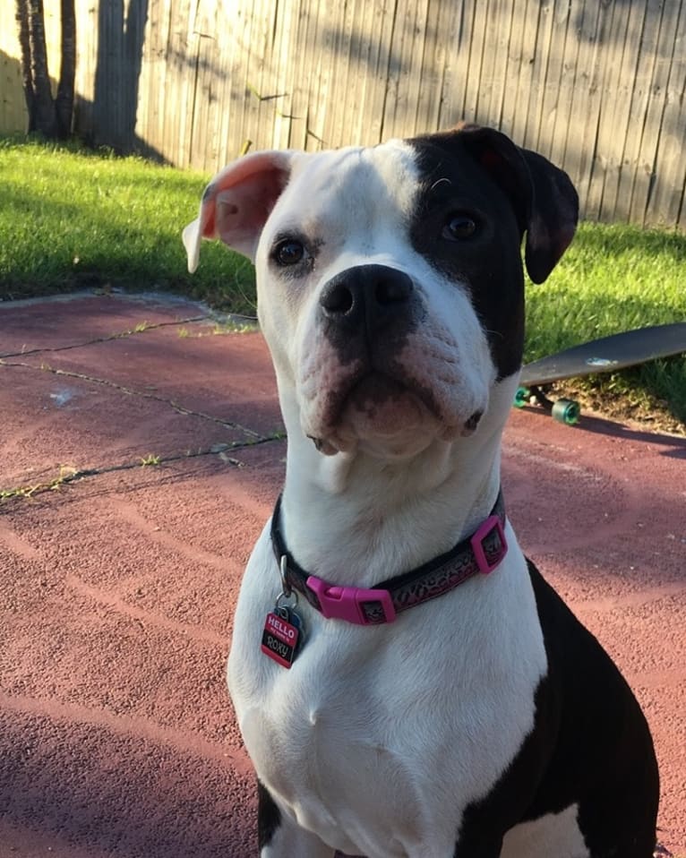 Roxy Cow, an American Staffordshire Terrier and American Pit Bull Terrier mix tested with EmbarkVet.com