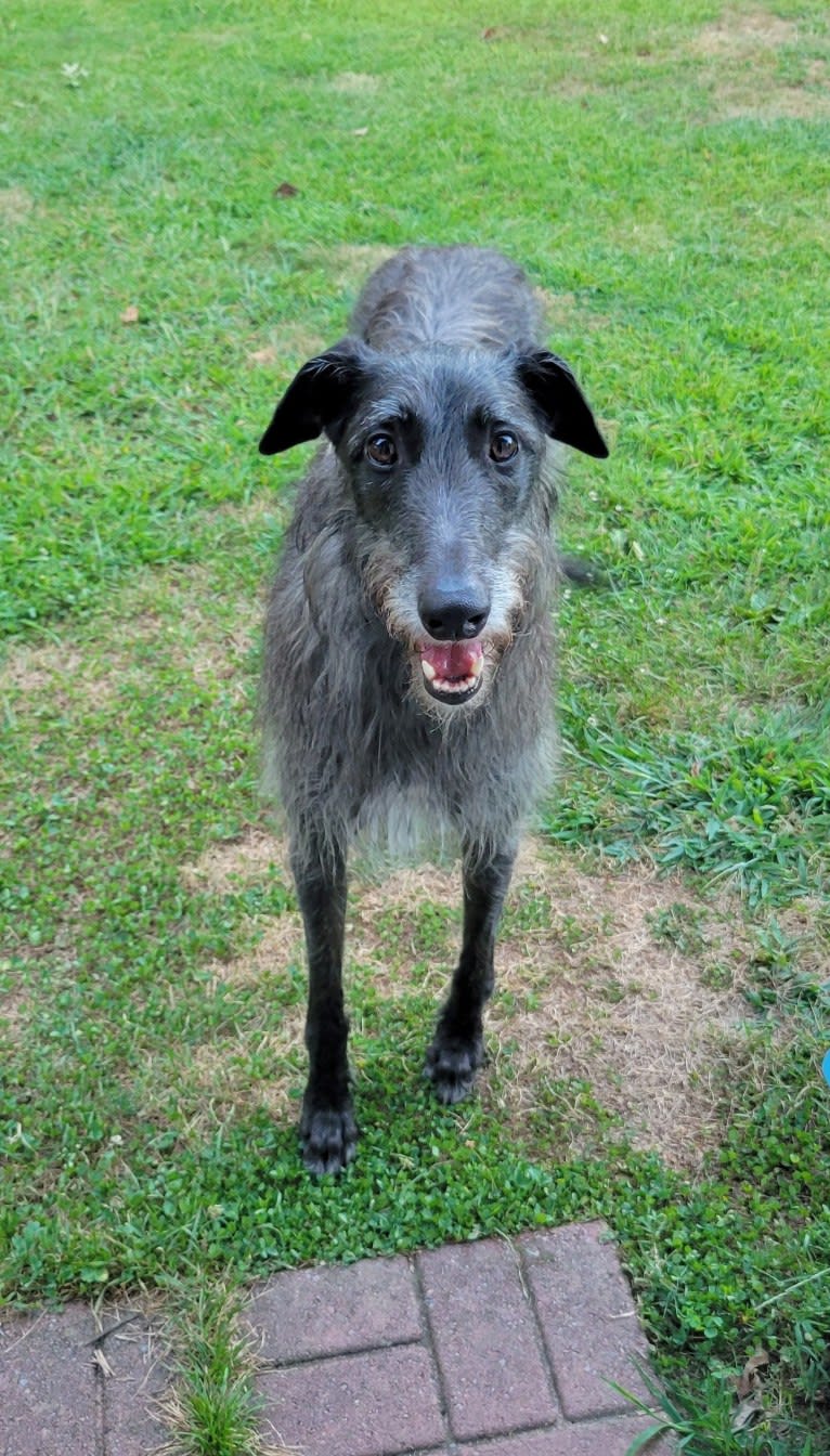 Peggy, a Scottish Deerhound tested with EmbarkVet.com