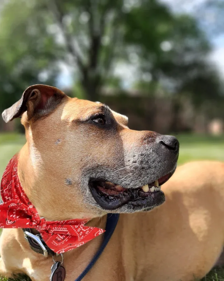 Butkus, an American Pit Bull Terrier and Boxer mix tested with EmbarkVet.com