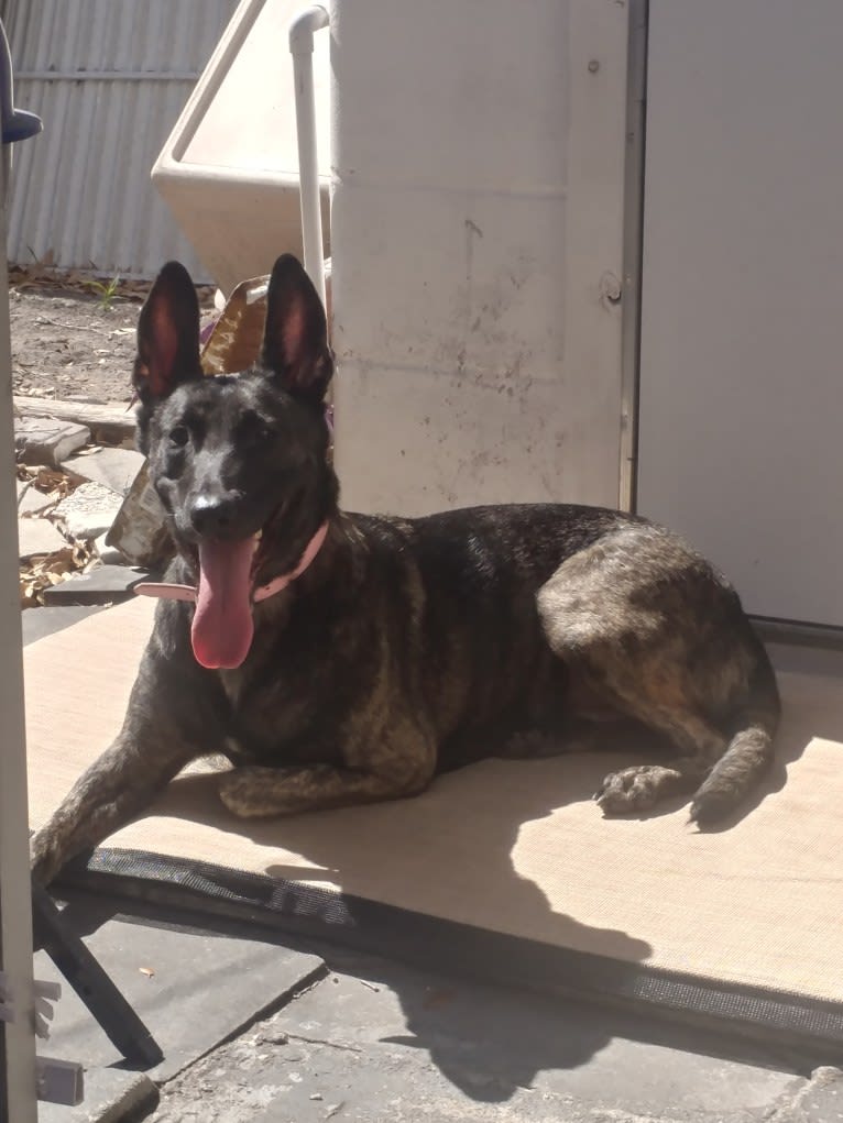 Mako, a Dutch Shepherd tested with EmbarkVet.com