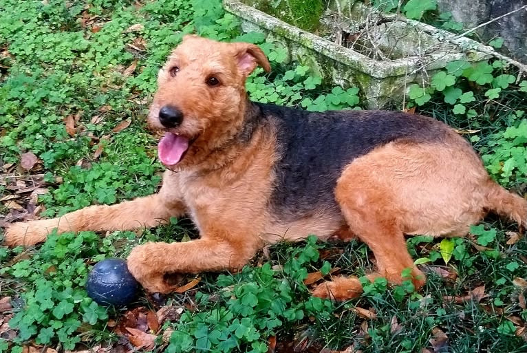 Paisley, an Airedale Terrier tested with EmbarkVet.com