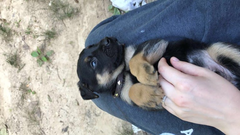 Kaydo, a German Shepherd Dog and Labrador Retriever mix tested with EmbarkVet.com