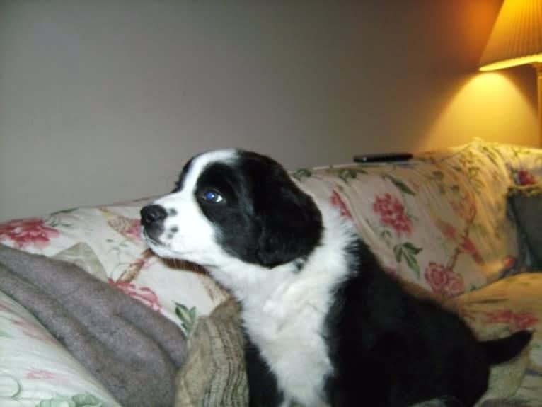 Apollo, a Border Collie and Australian Shepherd mix tested with EmbarkVet.com