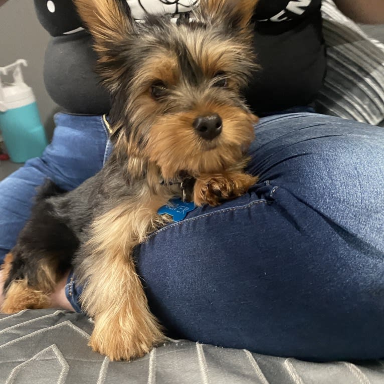 Oliver, a Silky Terrier tested with EmbarkVet.com