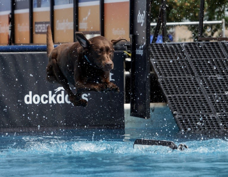 TILDEN'S THEIA, a Labrador Retriever and German Shorthaired Pointer mix tested with EmbarkVet.com