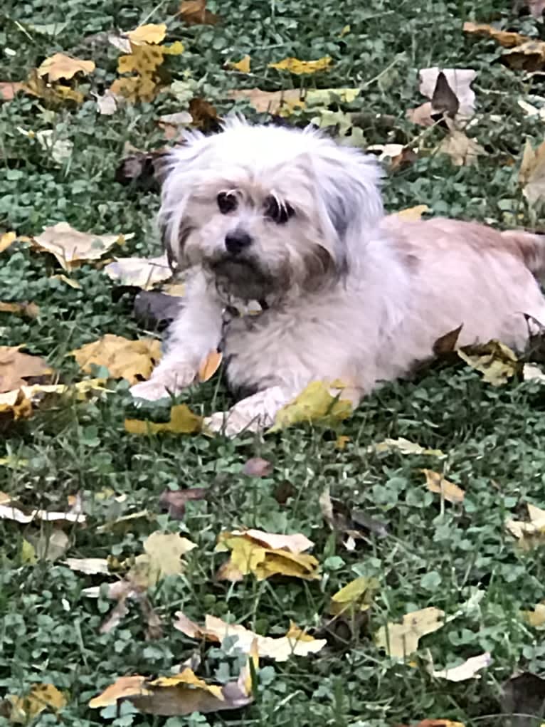 Owen, a Chihuahua and Pekingese mix tested with EmbarkVet.com