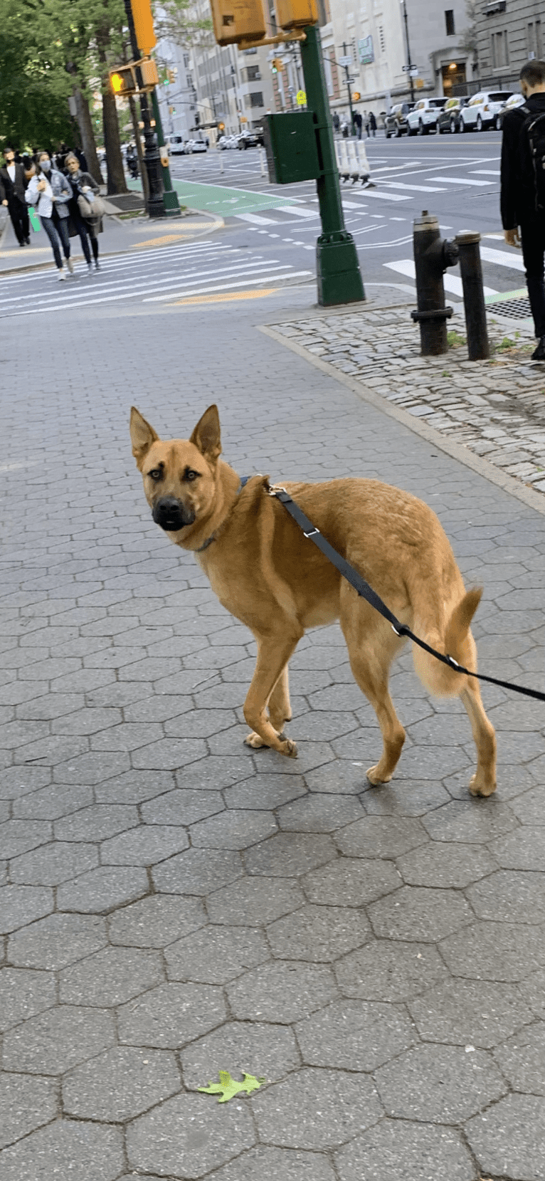 Scooby, a German Shepherd Dog and American Pit Bull Terrier mix tested with EmbarkVet.com