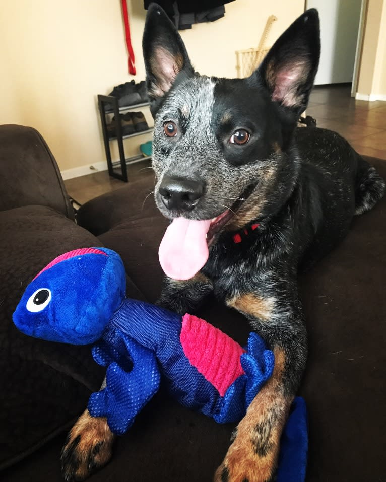 Rush, an Australian Cattle Dog tested with EmbarkVet.com