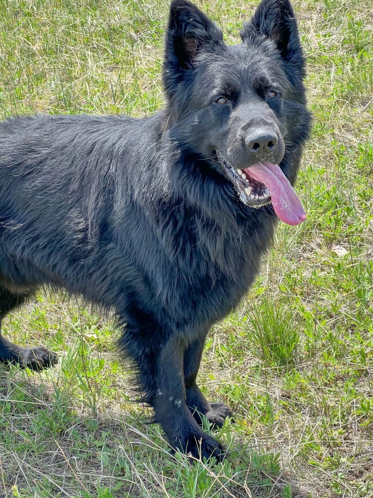 Valor Vom Hof Grebe, a German Shepherd Dog tested with EmbarkVet.com