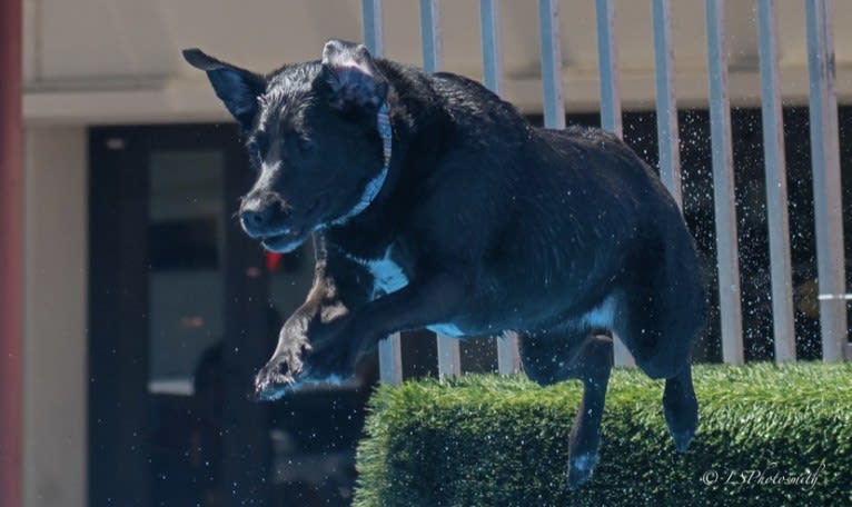 Kaida, a Labrador Retriever and Australian Shepherd mix tested with EmbarkVet.com