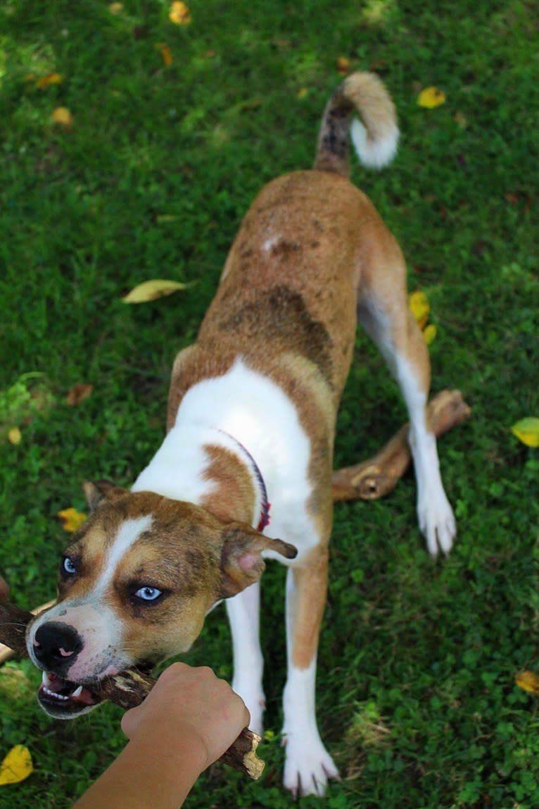 Thor, a Boston Terrier and Siberian Husky mix tested with EmbarkVet.com