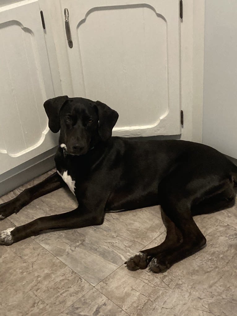 Poppy, a Doberman Pinscher and Weimaraner mix tested with EmbarkVet.com