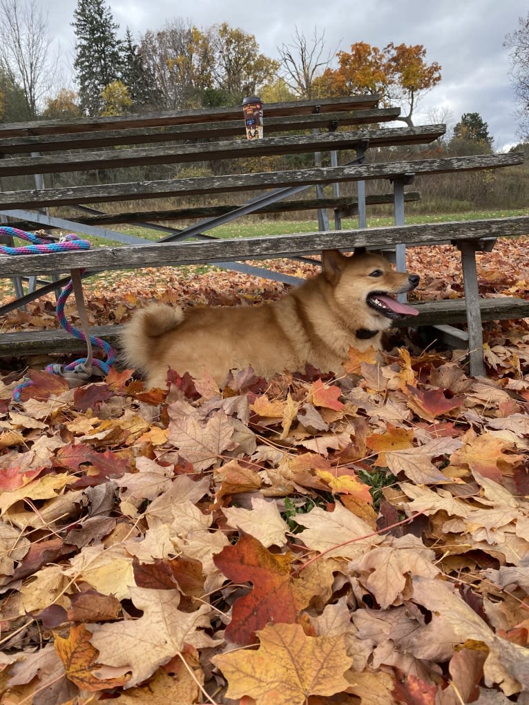 Orlando, a Finnish Spitz tested with EmbarkVet.com