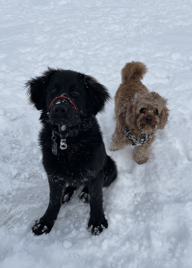 Bear, a Labrador Retriever and Poodle (Standard) mix tested with EmbarkVet.com