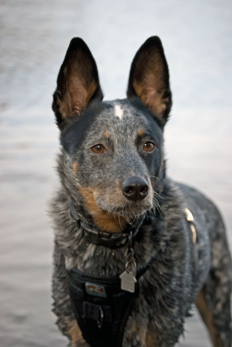 Jake, an Australian Cattle Dog and Collie mix tested with EmbarkVet.com