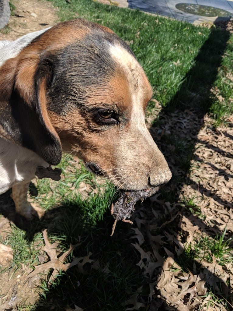 Otis, a Beagle tested with EmbarkVet.com