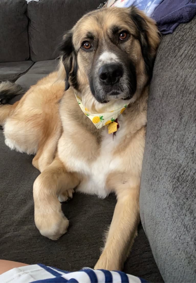 Maverick, a Great Pyrenees and Anatolian Shepherd Dog mix tested with EmbarkVet.com