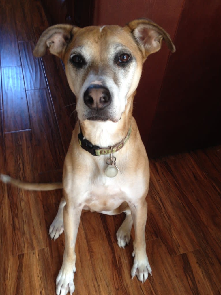 Jack, a German Shepherd Dog and American Pit Bull Terrier mix tested with EmbarkVet.com