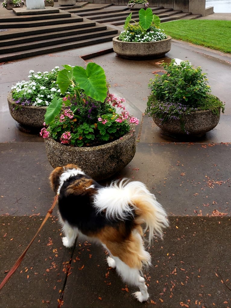 Frankie, a Beagle and Rat Terrier mix tested with EmbarkVet.com