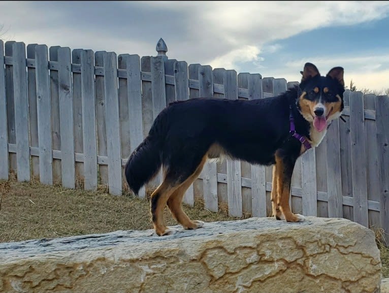 Rogue, a Siberian Husky and Border Collie mix tested with EmbarkVet.com